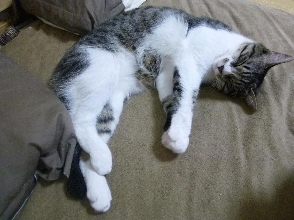 比赛转播质量提升观众体验明显改善，转播赛事可以收费吗